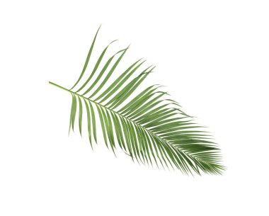 Tropikal yeşil palmiye yaprağıyla konsept yaz. Beyaz desenli arka planda yaprak dalları var. düz yatış, üst görünüm.