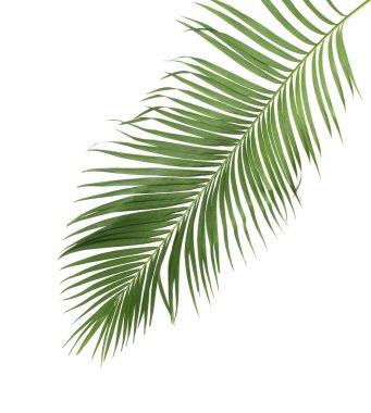 Tropikal yeşil palmiye yaprağıyla konsept yaz. Beyaz desenli arka planda yaprak dalları var. düz yatış, üst görünüm.