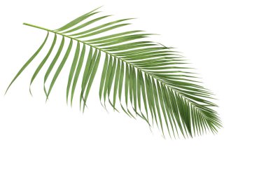 Tropikal yeşil palmiye yaprağıyla konsept yaz. Beyaz desenli arka planda yaprak dalları var. düz yatış, üst görünüm.