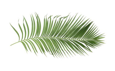 Tropikal yeşil palmiye yaprağıyla konsept yaz. Beyaz desenli arka planda yaprak dalları var. düz yatış, üst görünüm.