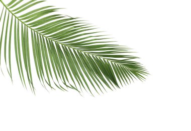 Tropikal yeşil palmiye yaprağıyla konsept yaz. Beyaz desenli arka planda yaprak dalları var. düz yatış, üst görünüm.