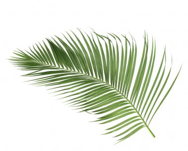 Tropikal yeşil palmiye yaprağıyla konsept yaz. Beyaz desenli arka planda yaprak dalları var. düz yatış, üst görünüm.