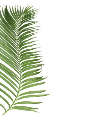 Tropikal yeşil palmiye yaprağıyla konsept yaz. Beyaz desenli arka planda yaprak dalları var. düz yatış, üst görünüm.