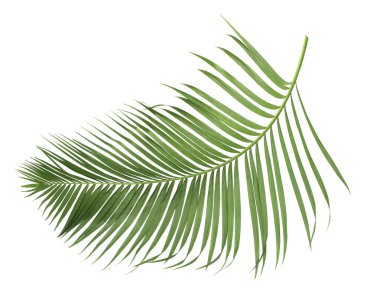 Tropikal yeşil palmiye yaprağıyla konsept yaz. Beyaz desenli arka planda yaprak dalları var. düz yatış, üst görünüm.