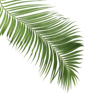 tropikal yaprak yeşil palmiye ile kavram yaz. yaprak çiçek