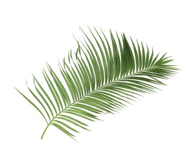 Tropikal yeşil palmiye yaprağıyla konsept yaz. Beyaz desenli arka planda yaprak dalları var. düz yatış, üst görünüm.