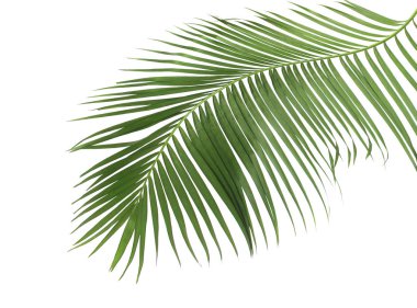 Tropikal yeşil palmiye yaprağıyla konsept yaz. Beyaz desenli arka planda yaprak dalları var. düz yatış, üst görünüm.