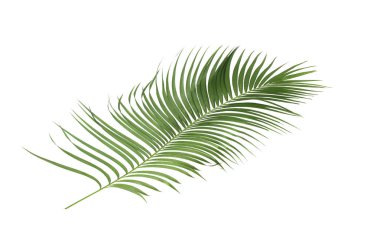 Tropikal yeşil palmiye yaprağıyla konsept yaz. Beyaz desenli arka planda yaprak dalları var. düz yatış, üst görünüm.