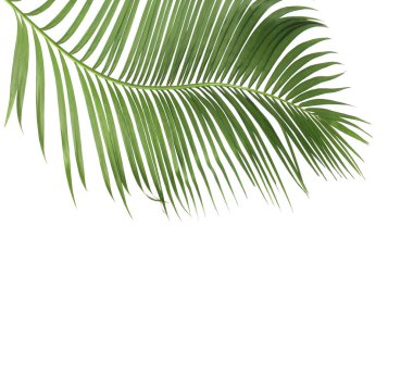 tropikal yaprak yeşil palmiye ile kavram yaz. yaprak çiçek