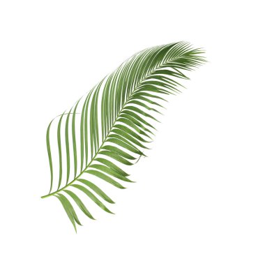 Tropikal yeşil palmiye yaprağıyla konsept yaz. Beyaz desenli arka planda yaprak dalları var. düz yatış, üst görünüm.