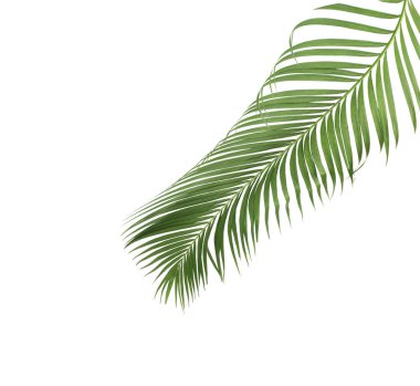 Tropikal yeşil palmiye yaprağıyla konsept yaz. Beyaz desenli arka planda yaprak dalları var. düz yatış, üst görünüm.