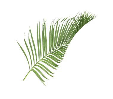 tropikal yaprak yeşil palmiye ile kavram yaz. yaprak çiçek