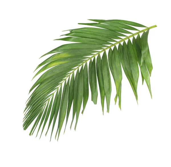 Koncept léto s zelenou Palmový list od tropického. vějířovitý květinové — Stock fotografie