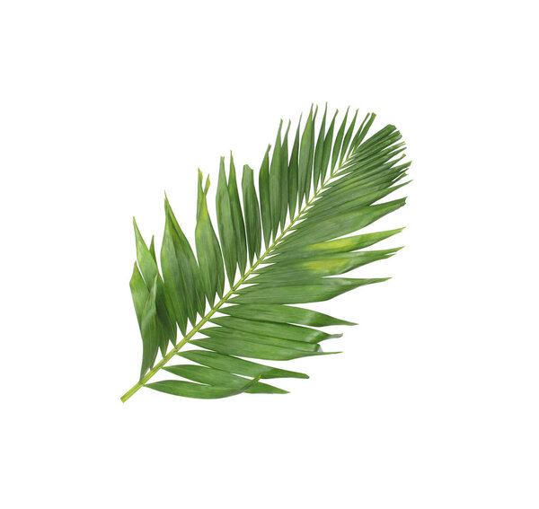 концепция летом с зеленым пальмовым листом из тропических. Передний цветок
