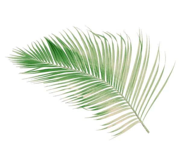 概念夏天与来自热带的绿色棕榈叶 叶状花叶枝树 在白色图案的背景上被隔离 顶部视图 — 图库照片