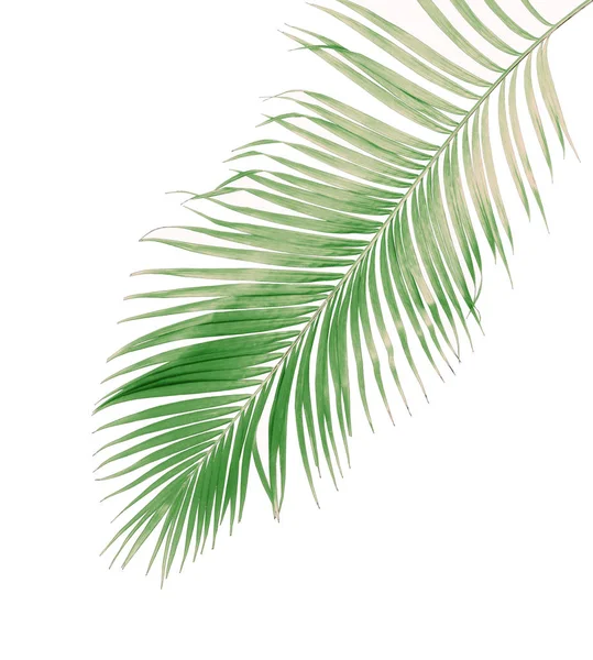 Konzept Sommer mit grünen Palmblättern aus tropischen. Wedel floral — Stockfoto