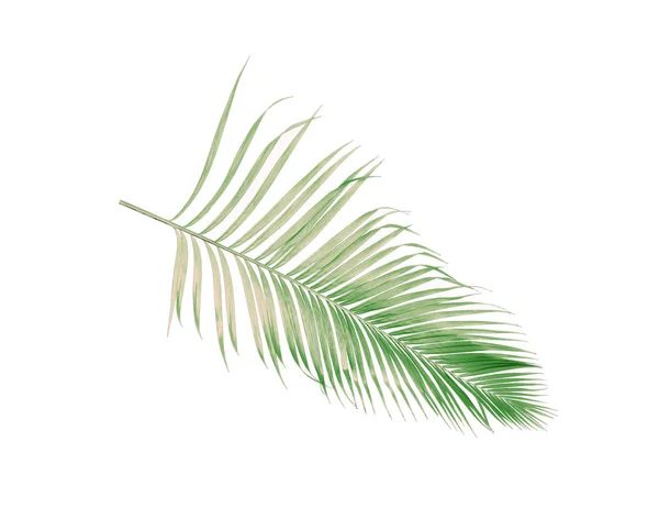 Koncept Léto Zeleným Palmovým Listem Tropické Oblasti Listové Květinové Listy — Stock fotografie