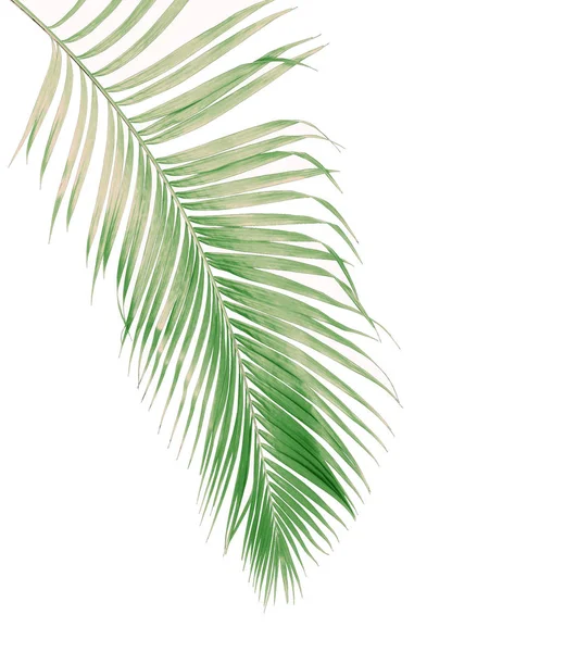 Concetto Estate Con Foglia Palma Verde Tropicale Fronda Foglie Floreali — Foto Stock