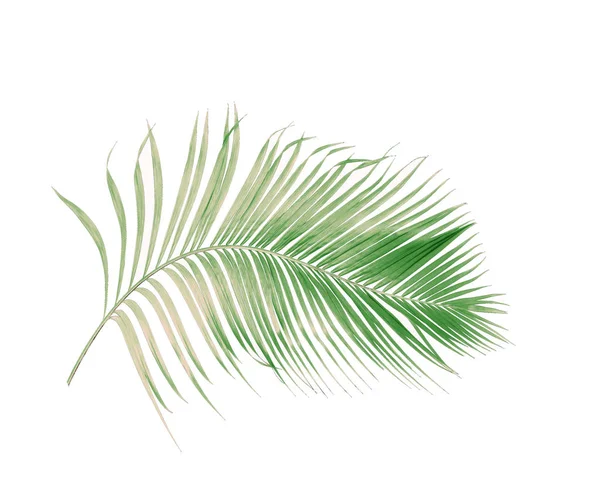 Konceptsommar Med Grönt Palmblad Från Tropiskt Frond Blommiga Blad Grenar — Stockfoto