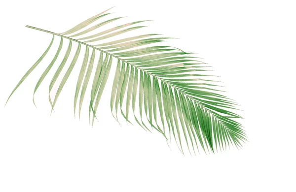 Konceptsommar Med Grönt Palmblad Från Tropiskt Frond Blommiga Blad Grenar — Stockfoto