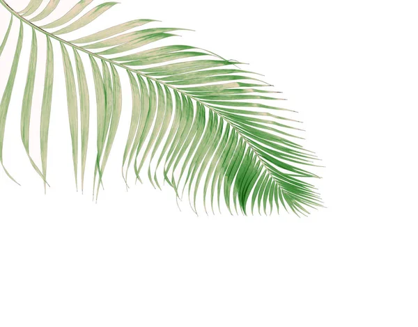 Concetto Estate Con Foglia Palma Verde Tropicale Fronda Foglie Floreali — Foto Stock