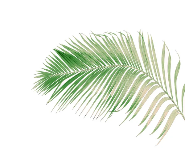 Concept Summer Green Palm Leaf Tropical Frond Floral Leaves Branches — Stock Photo, Image