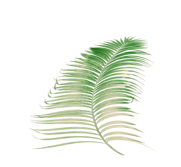 Концептуальне Літо Зеленим Пальмовим Листям Тропічного Кришталеве Квіткове Листя Гілки — стокове фото