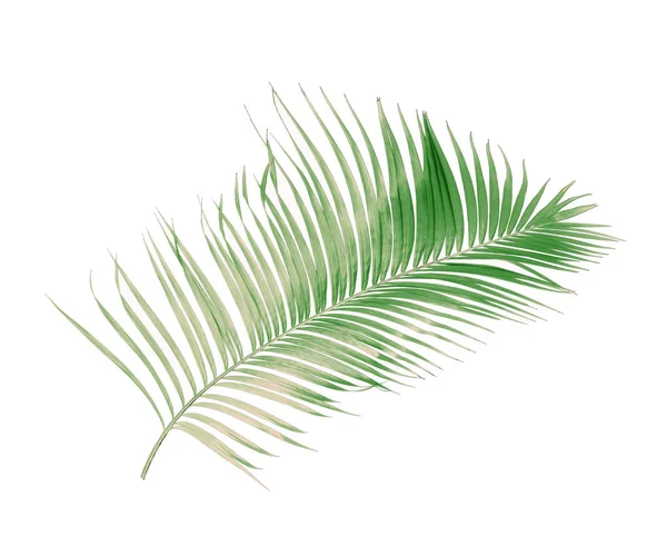 Концептуальне Літо Зеленим Пальмовим Листям Тропічного Кришталеве Квіткове Листя Гілки — стокове фото