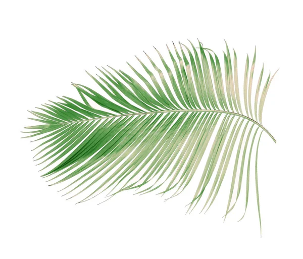 Verão Conceito Com Folha Palma Verde Tropical Folhas Florais Frondes — Fotografia de Stock