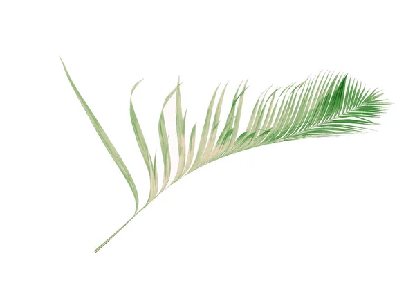 Verão conceito com folha de palma verde de tropical. fronde floral — Fotografia de Stock