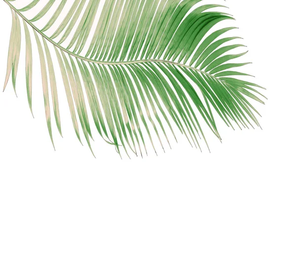 Concept Καλοκαίρι Πράσινο Φύλλο Φοίνικα Από Τροπικά Θαλλί Floral Φύλλα — Φωτογραφία Αρχείου