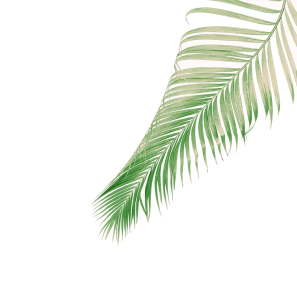 Tropikal yaprak yeşil palmiye ile kavram yaz. yaprak çiçek — Stok fotoğraf