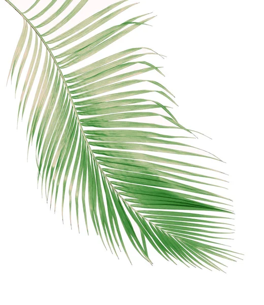 Concept Summer Green Palm Leaf Tropical Frond Floral Leaves Branches — Stock Photo, Image