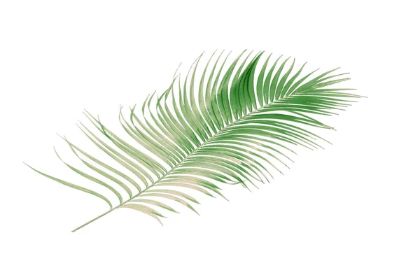 Concept Summer Green Palm Leaf Tropical Frond Floral Leaves Branches — Stock Photo, Image