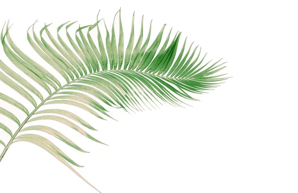 Konceptsommar Med Grönt Palmblad Från Tropiskt Frond Blommiga Blad Grenar — Stockfoto