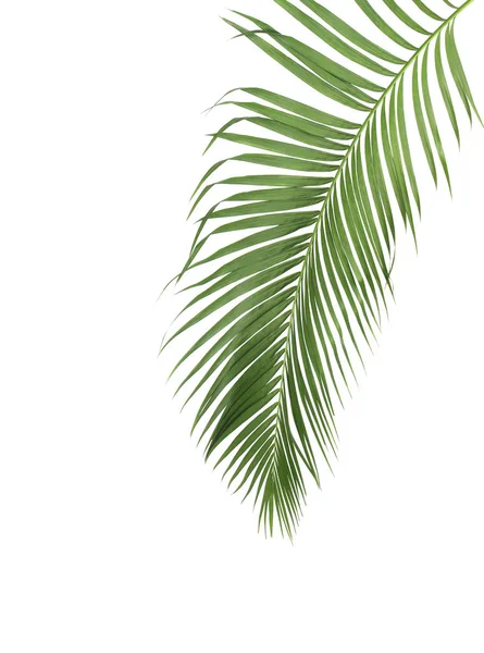 Concept Summer Green Palm Leaf Tropical Frond Floral Leaves Branches — Stock Photo, Image