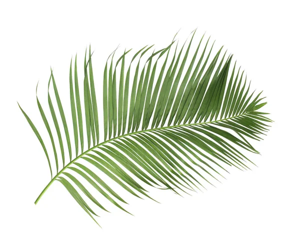 Concept Summer Green Palm Leaf Tropical Frond Floral Leaves Branches — Stock Photo, Image