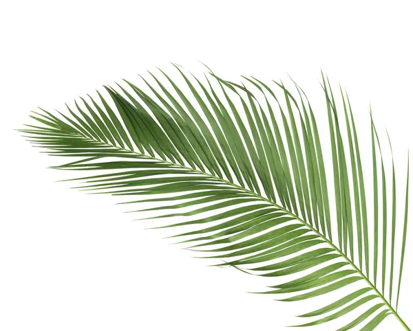 Концепция Летом Зеленым Пальмовым Листом Тропических Фронд Цветочные Листья Ветви — стоковое фото