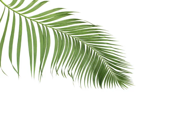 Concept Summer Green Palm Leaf Tropical Frond Floral Leaves Branches — Stock Photo, Image