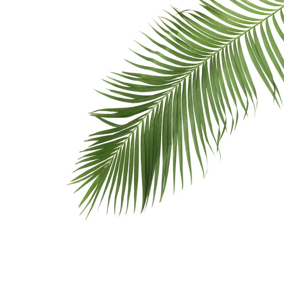 tropikal yaprak yeşil palmiye ile kavram yaz. yaprak çiçek