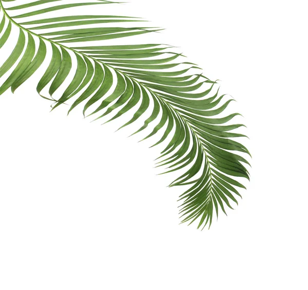 Konzept Sommer Mit Grünen Palmblättern Aus Tropischen Wedel Blütenblätter Zweige — Stockfoto