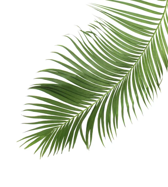 Concept Summer Green Palm Leaf Tropical Frond Floral Leaves Branches — Stock Photo, Image