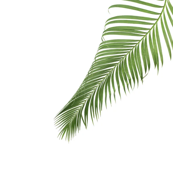 Concept Summer Green Palm Leaf Tropical Frond Floral Leaves Branches — Stock Photo, Image