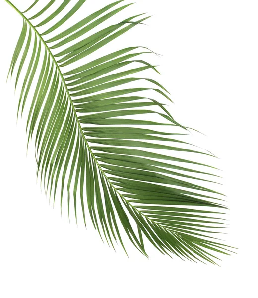 Concepto de verano con hoja de palma verde de tropical. frond floral — Foto de Stock