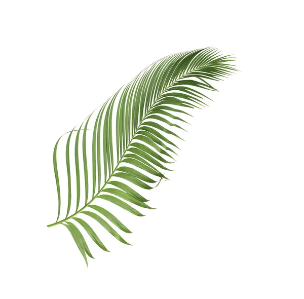 Konceptsommar Med Grönt Palmblad Från Tropiskt Frond Blommiga Blad Grenar — Stockfoto