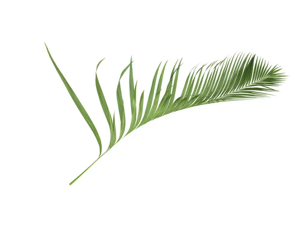 Concepto de verano con hoja de palma verde de tropical. frond floral — Foto de Stock