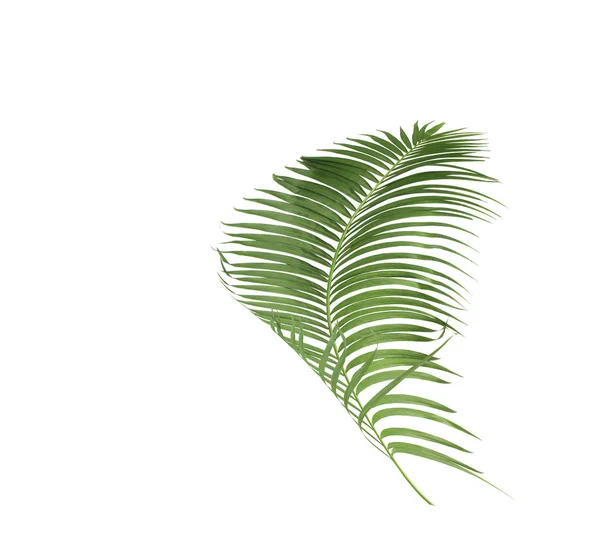 Tropikal yaprak yeşil palmiye ile kavram yaz. yaprak çiçek — Stok fotoğraf