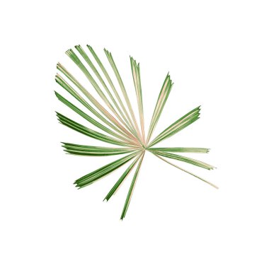 Tropikal doğa yeşil palmiye yaprağı deseni, Çin yel değirmeni