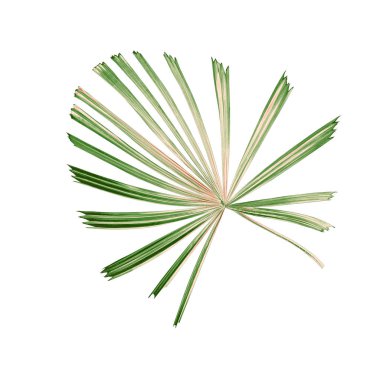 Tropikal doğa yeşil palmiye yaprağı deseni, Çin yel değirmeni