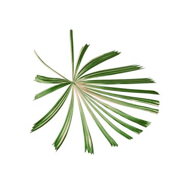 Tropikal doğa yeşil palmiye yaprağı deseni, Çin yel değirmeni